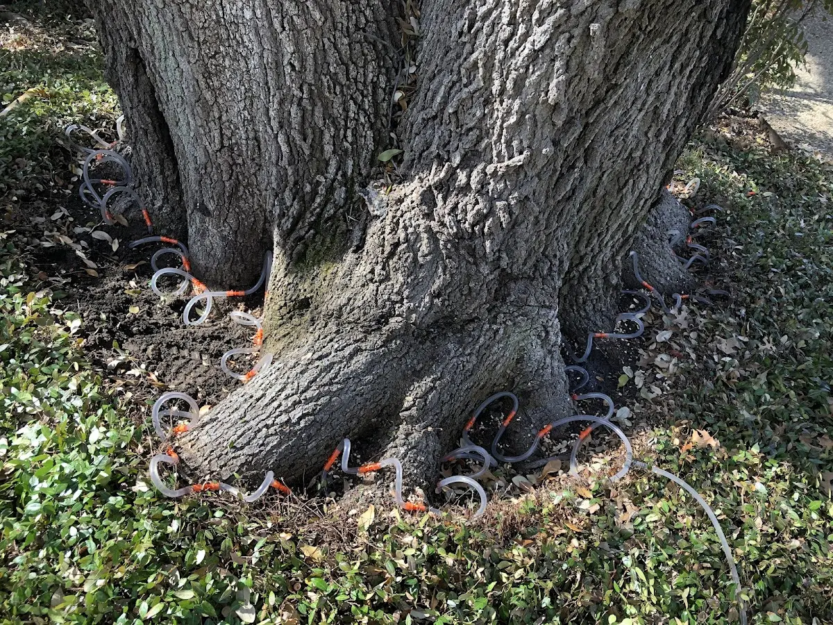 Detailed Tree Cabling and Bracing job site in Saint Paris