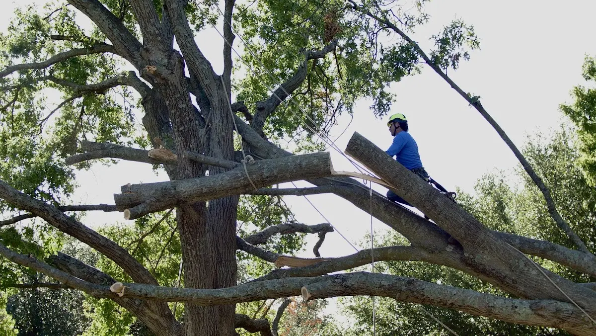 Professional Crown Thinning performed by certified arborists in Saint Paris